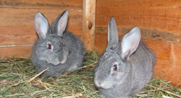 Sovětská činčila: přehled univerzálního plemene králíků